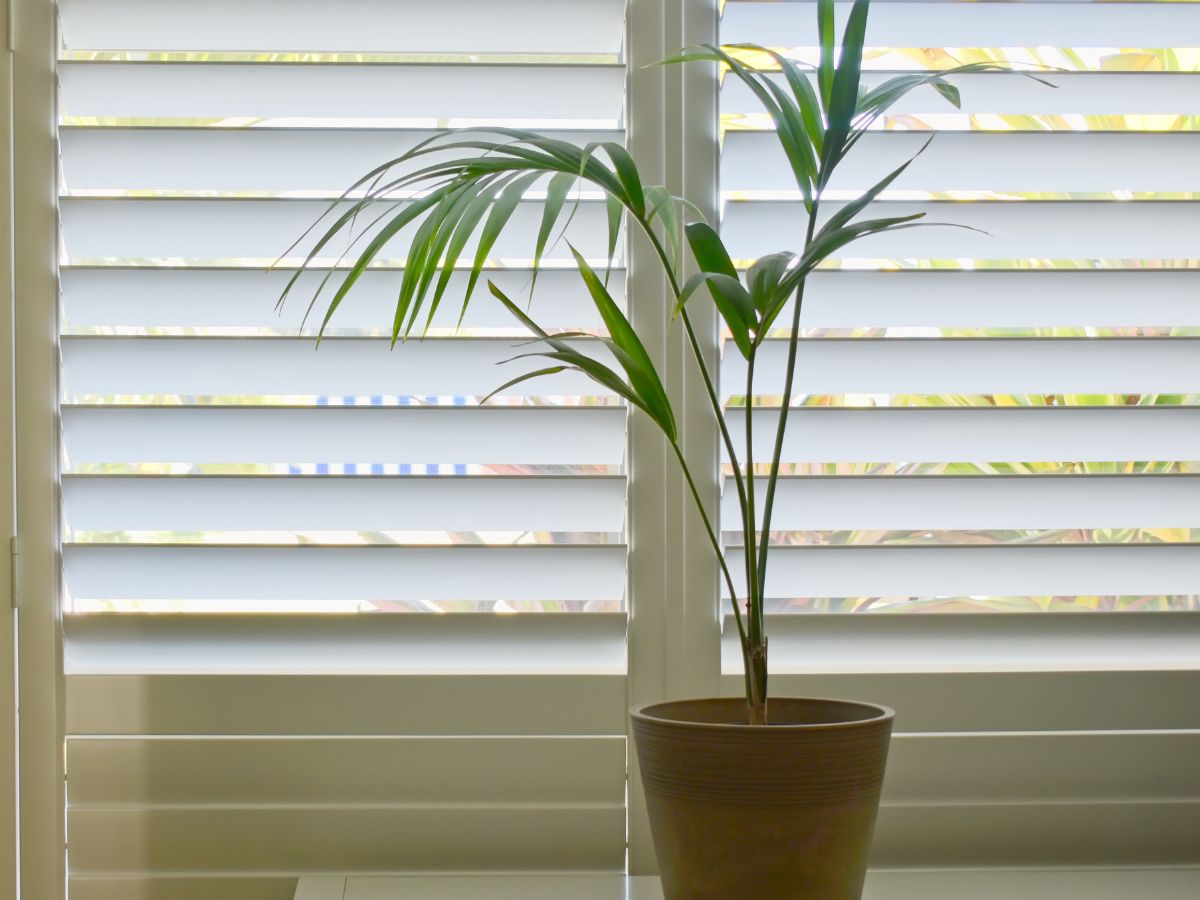 White Plantation Shutter